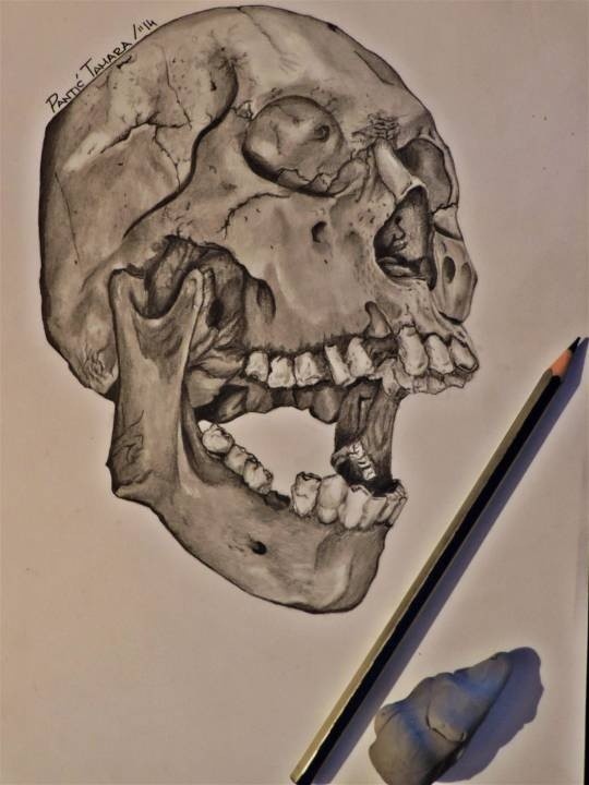 Study-of-a-skull