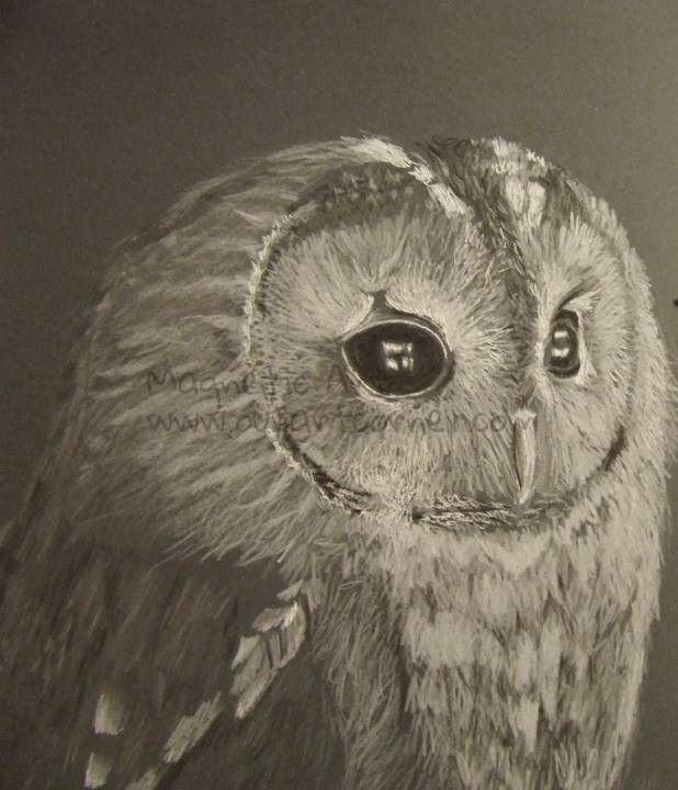 Owl