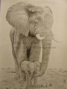 Elephants