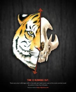 Tiger Poster