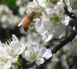 The Bee and his Flower