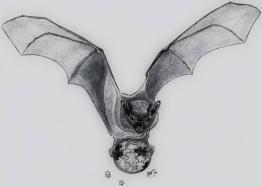A bat by Kana Go