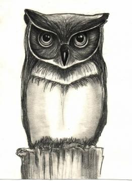 owl