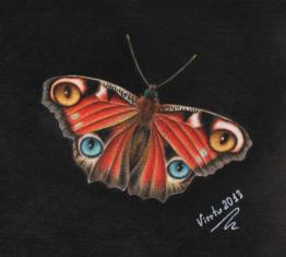Cat-eyed Butterfly