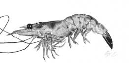 A Shrimp