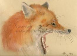 laughing fox