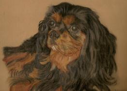 King Charles Spaniel,  Jai Jai