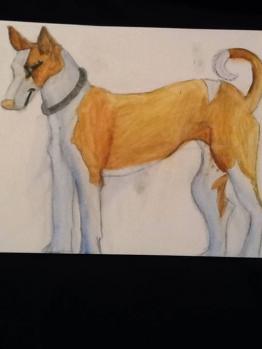 Ibizan Hound