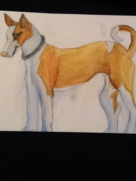 Ibizan-Hound
