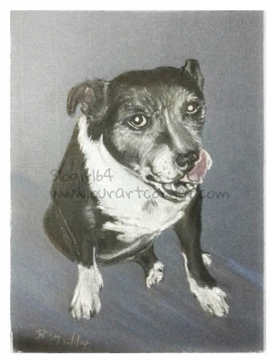 Charlie, Staffordshire Bull Terrier