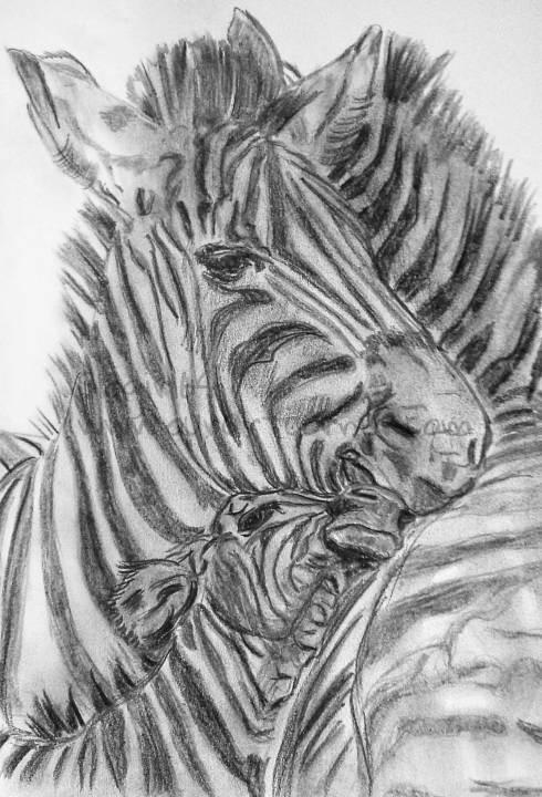 zebra family