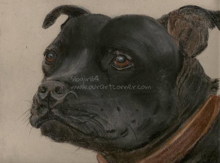 Tyson, Staffordshire Bull Terrier