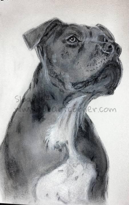 Junior,  pit bull, from the 'Dog Whisperer'