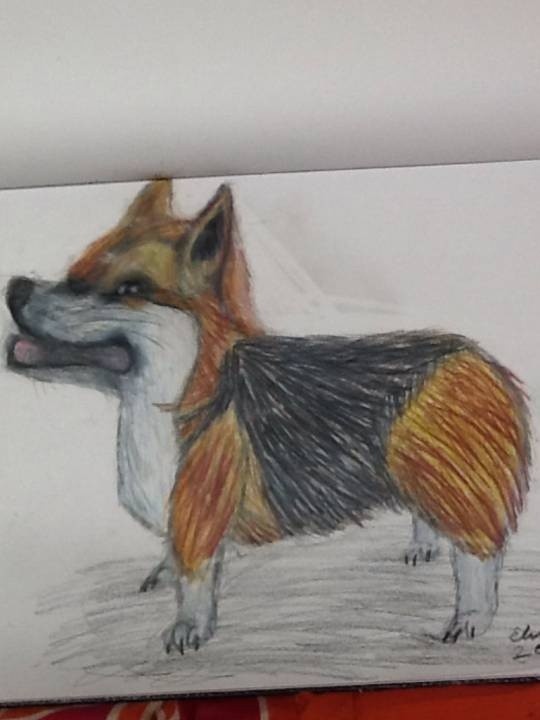 Pembroke-Welsh-Corgi