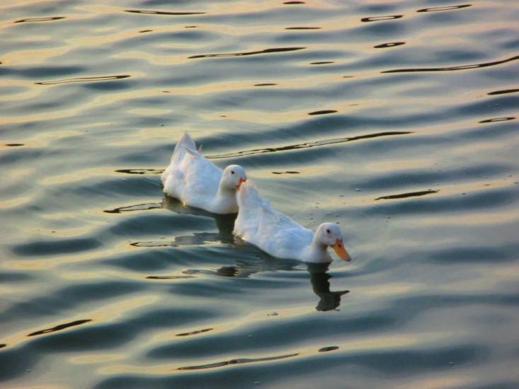 Ducks