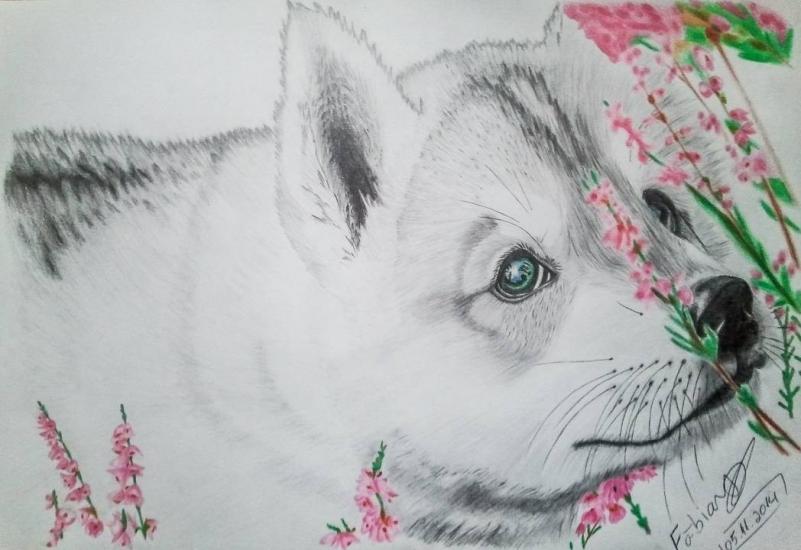 Suki, the Akita Inu puppy by L0n3Gr3yW0lf