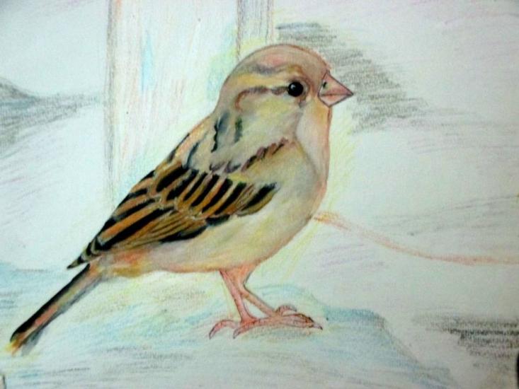 sparrow