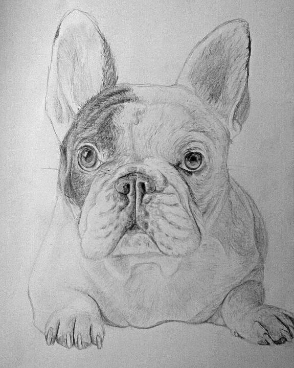 French-bulldog