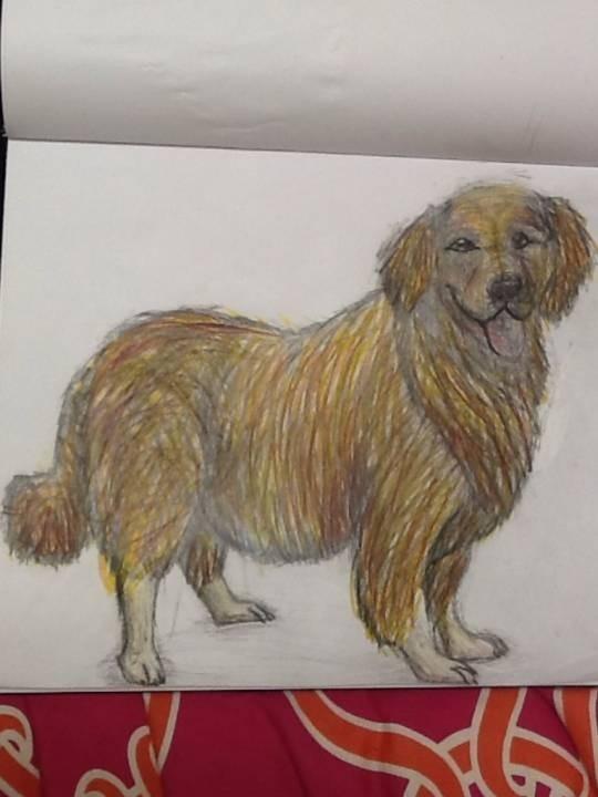 Golden Retriever (Advanced)