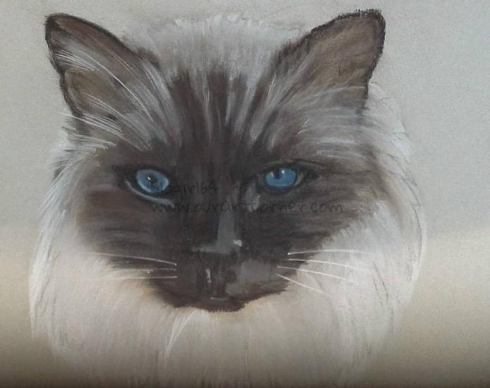 cat