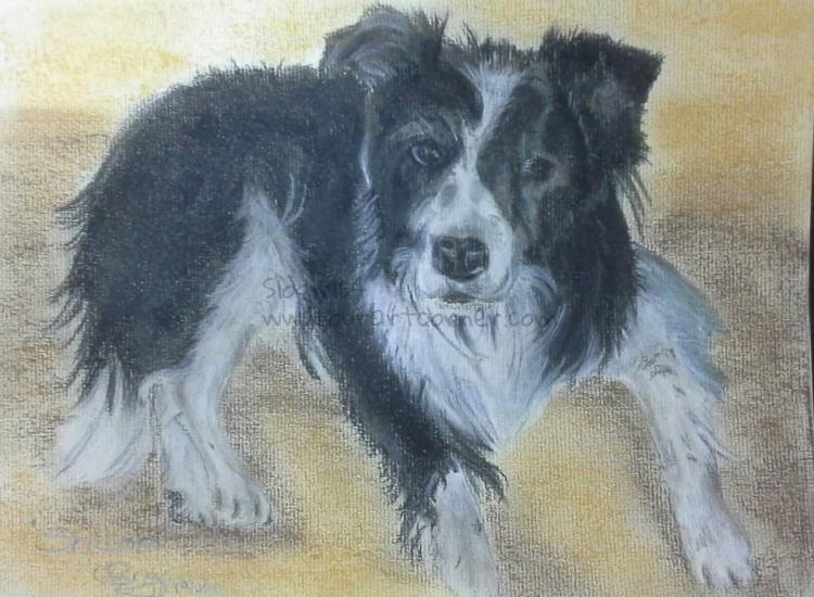one eyed border collie