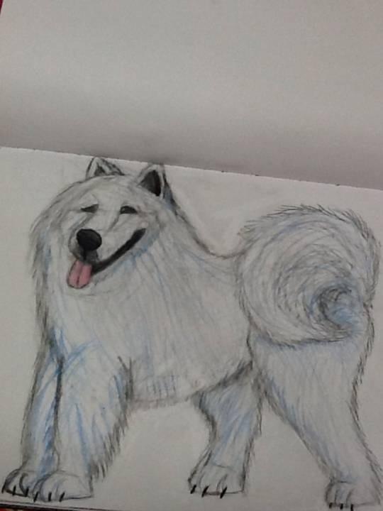 Samoyed (Texture Added)