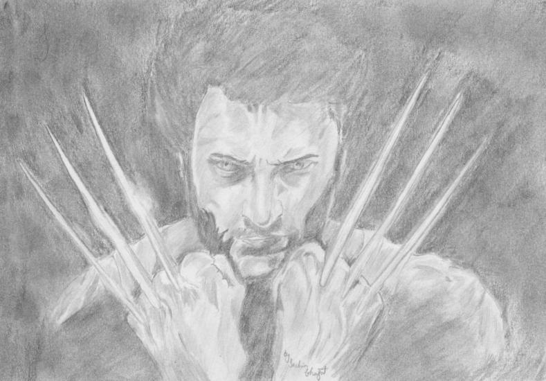 The wolverine sketch