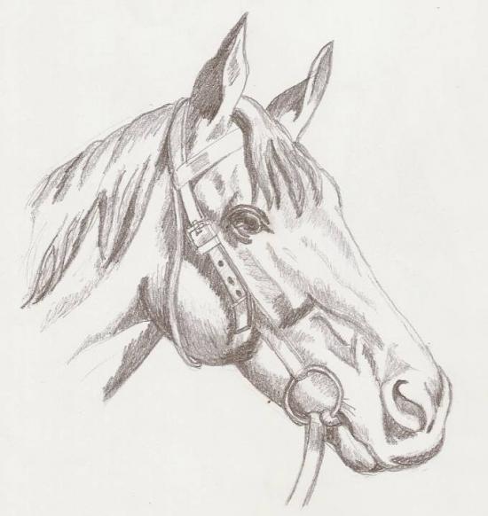 Horse head by maikeru
