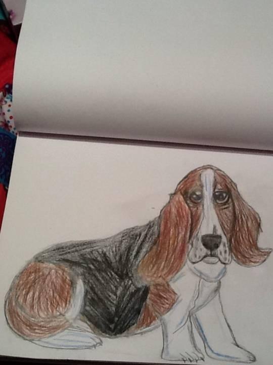 Bassett Hound