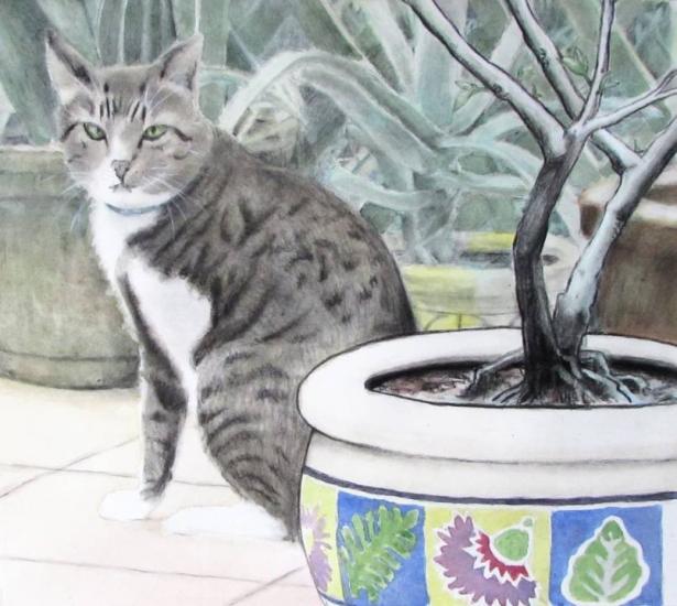 Three Legged Cat