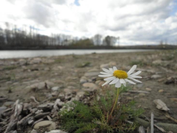 Daisy by Joseph kalys
