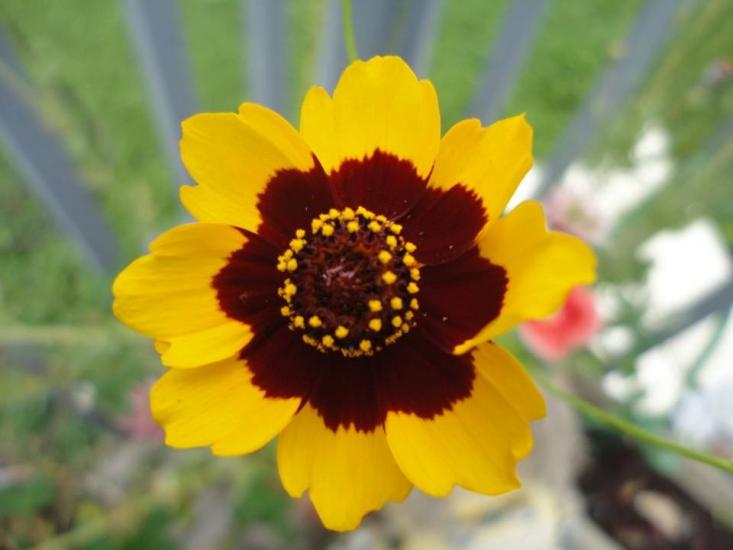 Yellow Flower by Joseph kalys