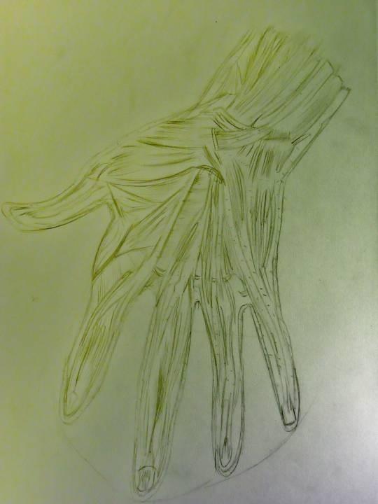 Muscle Structure of the Hand