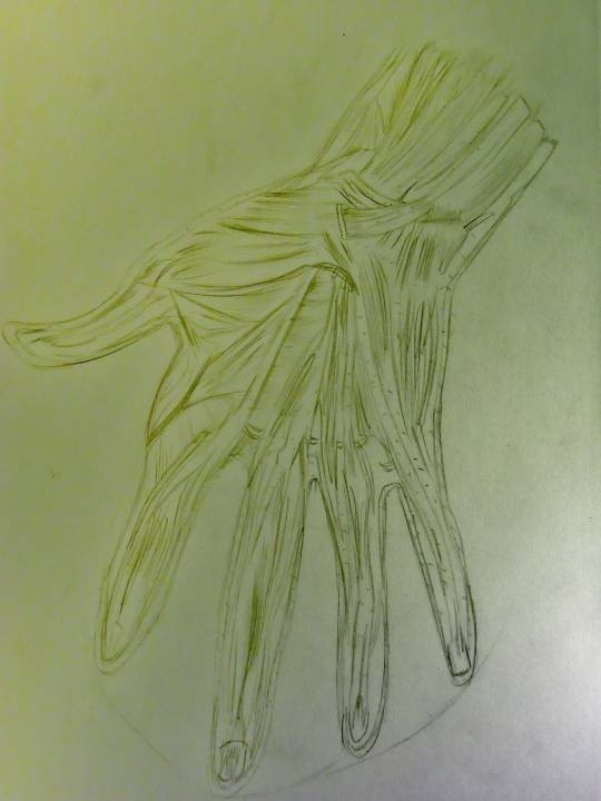 Muscle-Structure-of-the-Hand