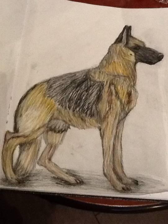 German Shepherd Dog