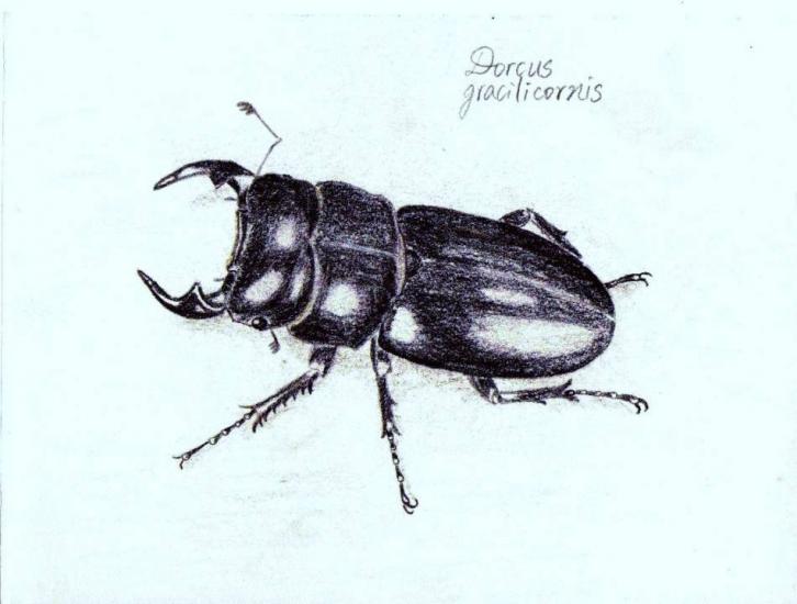 Dorcus gracilicornis