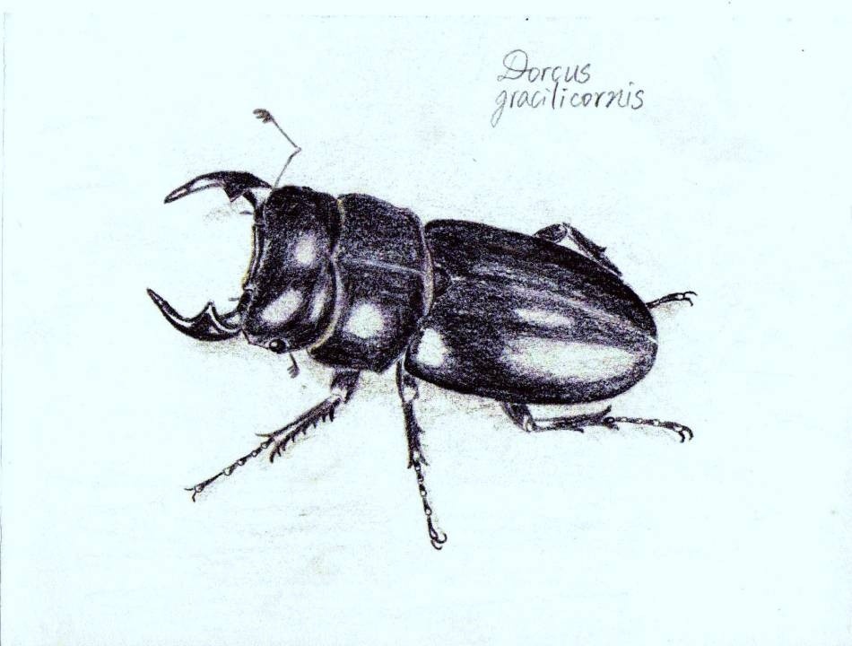 Dorcus-gracilicornis