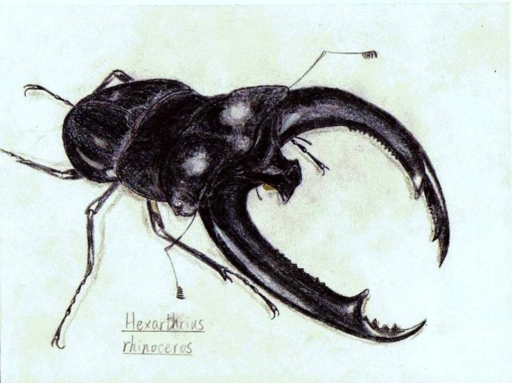 Hexarthrius rhinoceros