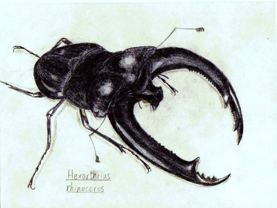 Hexarthrius-rhinoceros