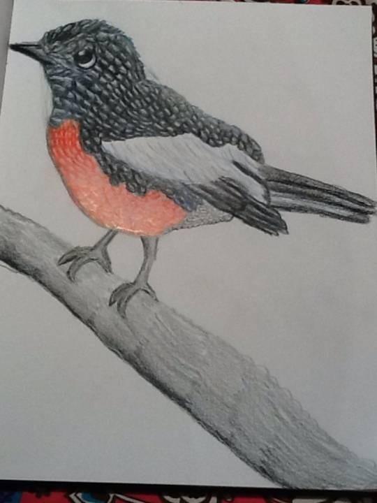 Painted Redstart