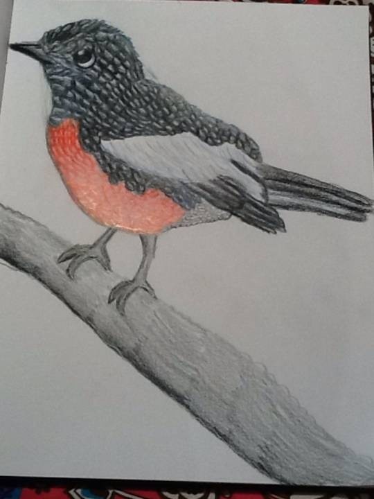 Painted-Redstart