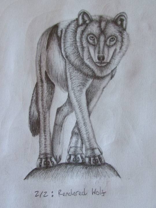 Wolf-Drawing