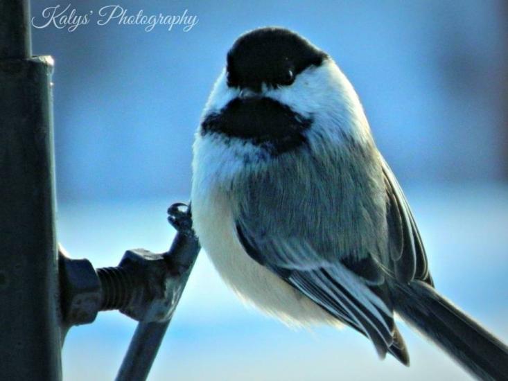 Chickadee by Joseph kalys