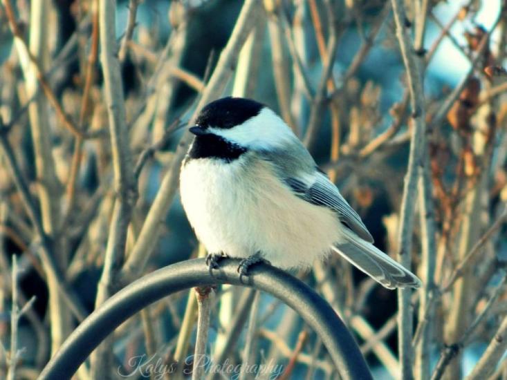 Chickadee 2 by Joseph kalys