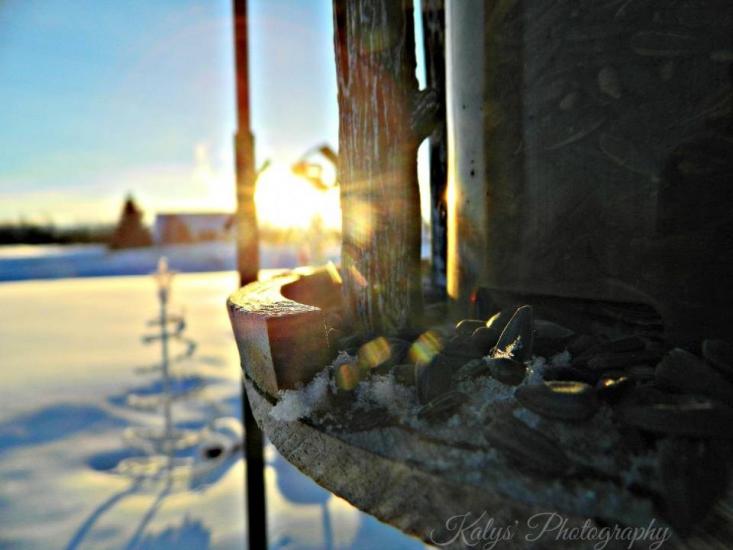 Bird Feeder by Joseph kalys