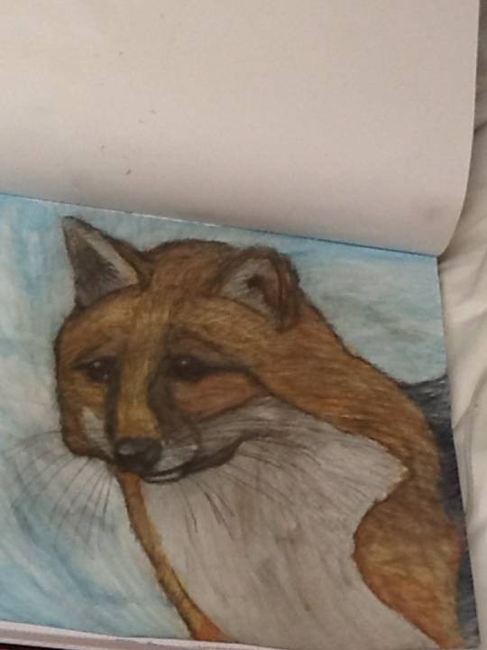 Fox-Close-Up-of-Face