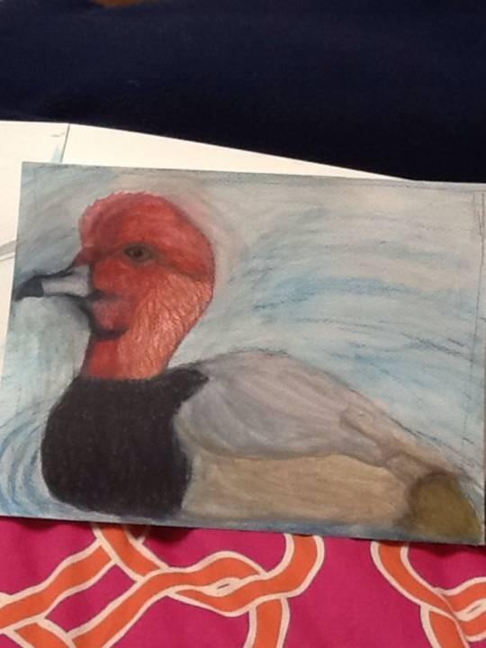 Redhead (Breed of Diving Duck)