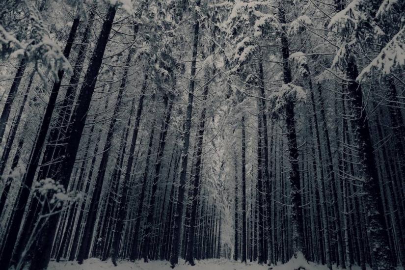 Swiss Winter Forest by  lenjaminbang 