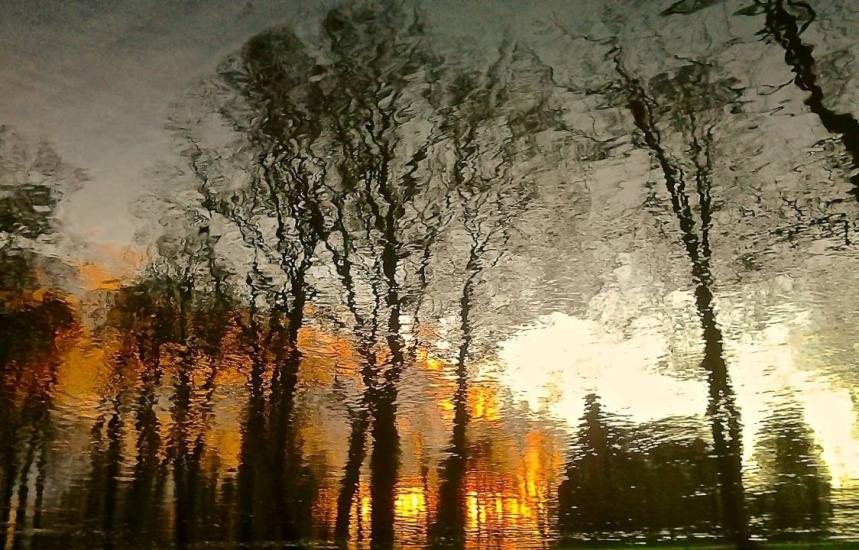 Reflections in the forest by guidodeo