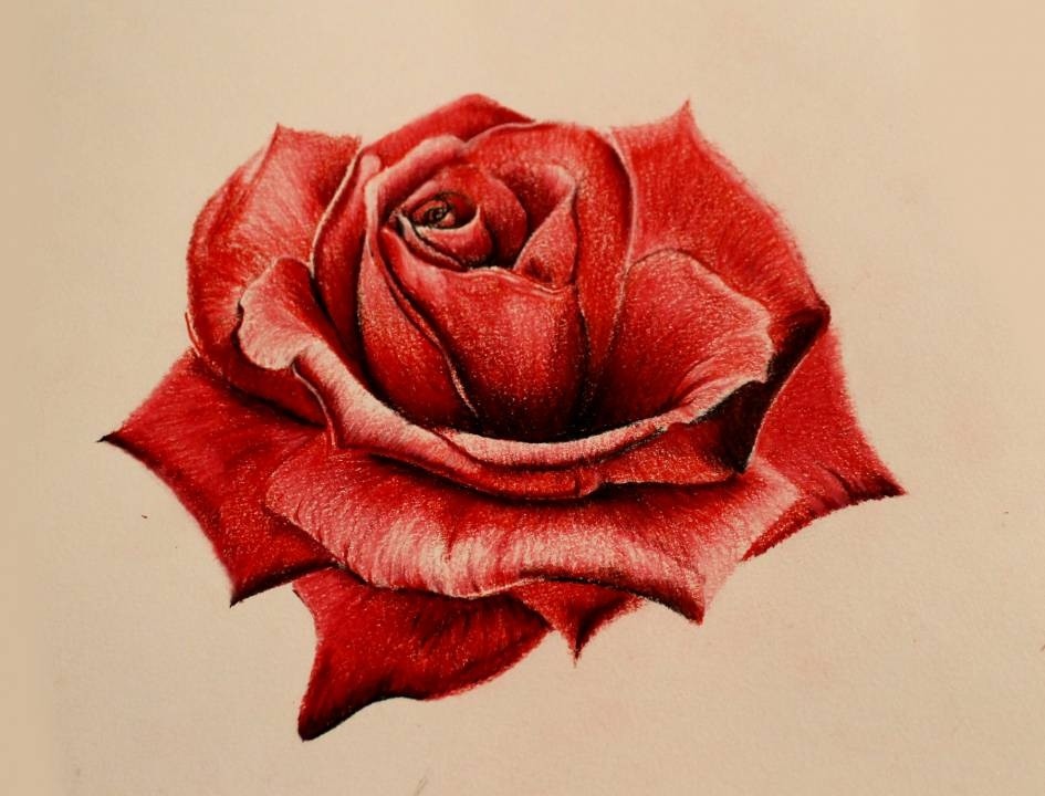 Red-Rose